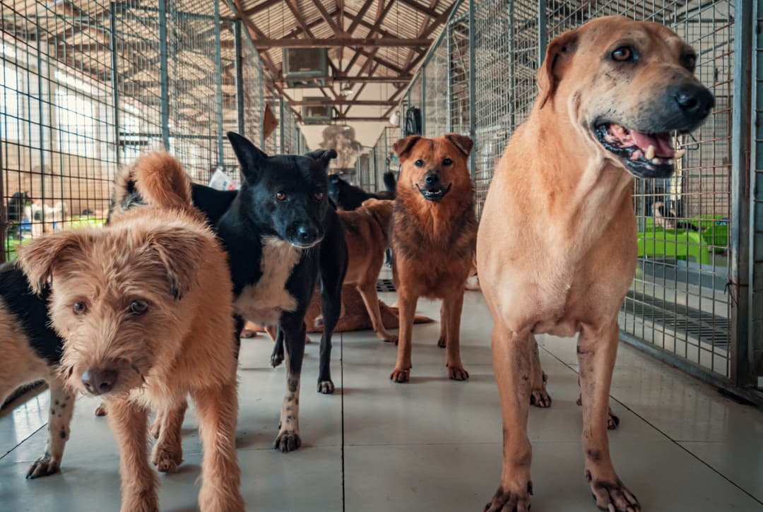 Rescue organization dashboard